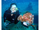 Hawaii sea turtles