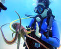 Hawaii scuba diving, PADI certification, Honolulu scuba lessons