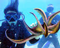 scuba certification course Hawaii