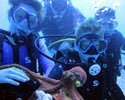 PADI certification, Scuba dive Hawaii