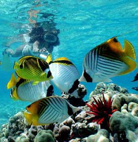 Hawaii snorkeling tour