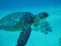 Hawaii scuba diving fish, green sea turtle