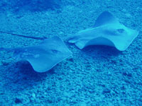 Hawaii scuba diving fish, Hawaiian Sting Rays