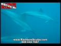 Scuba video, Dolphins underwater scuba diving in Hawaii