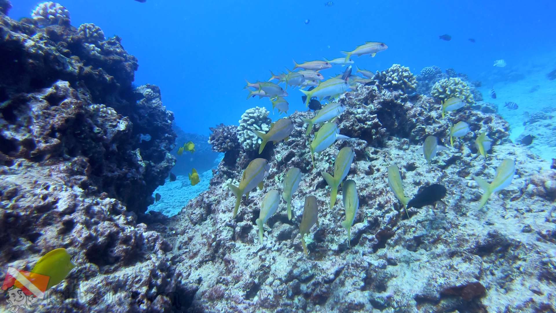 Scuba diving sites in Honolulu