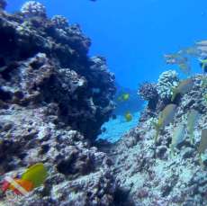 best Honolulu dive sites