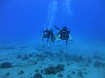 Hawaii Scuba divng 15