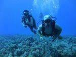 Hawaii Scuba divng 19