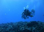 Hawaii Scuba divng 21