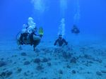 Hawaii Scuba divng 43