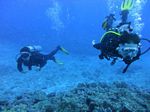 Hawaii Scuba divng 49