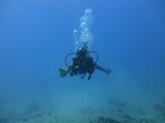 Hawaii Scuba divng 14