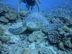 Hawaii Scuba divng 22