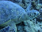 Hawaii Scuba divng 26