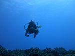 Hawaii Scuba divng 28