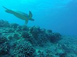 Hawaii Scuba divng 11