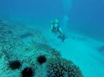 Hawaii Scuba divng 14