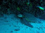 Hawaii Scuba divng 02