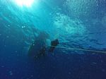 Hawaii Scuba divng 62