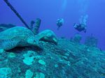 Hawaii Scuba divng 68