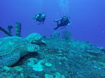 Hawaii Scuba divng 70