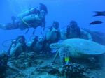 Hawaii Scuba divng 17