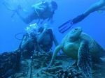 Hawaii Scuba divng 19