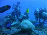 Hawaii Scuba divng 24