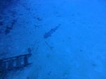 Hawaii Scuba divng 10
