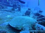 Hawaii Scuba divng 22