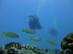 Hawaii Scuba divng 40