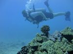 Hawaii Scuba divng 61