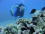 Hawaii Scuba divng 63