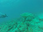Hawaii Scuba divng 67