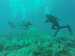 Hawaii Scuba divng 70