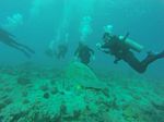 Hawaii Scuba divng 72