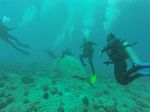 Hawaii Scuba divng 73