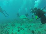 Hawaii Scuba divng 74