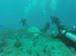 Hawaii Scuba divng 75