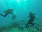 Hawaii Scuba divng 77