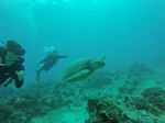 Hawaii Scuba divng 78