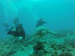 Hawaii Scuba divng 79