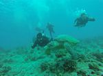 Hawaii Scuba divng 80