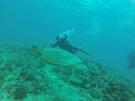 Hawaii Scuba divng 84