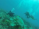 Hawaii Scuba divng 87