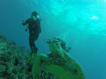 Hawaii Scuba divng 89