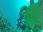 Hawaii Scuba divng 90