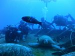 Hawaii Scuba divng 13