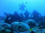 Hawaii Scuba divng 15