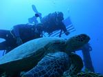 Hawaii Scuba divng 19